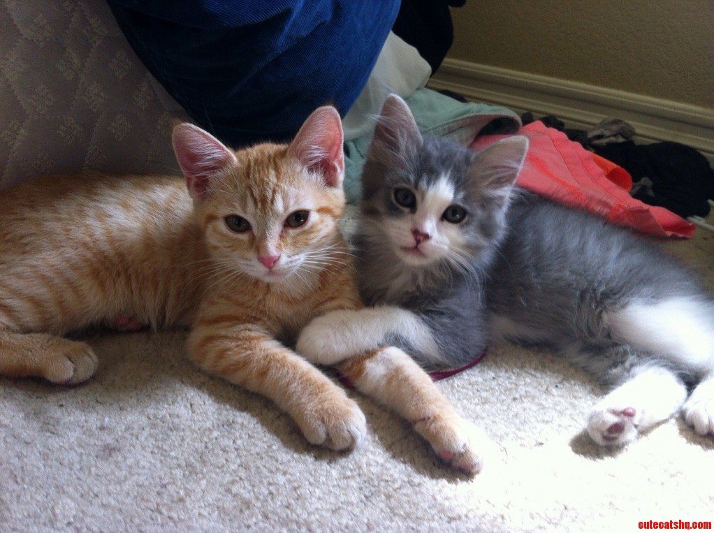 Princess Buttercup and Oscar the Garbage Cat