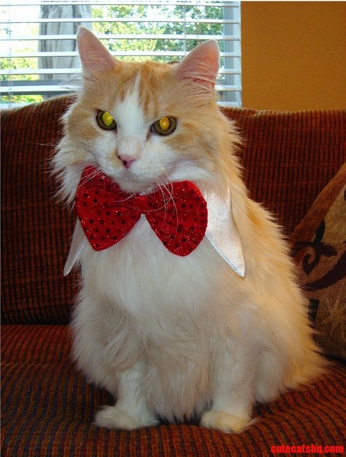 Ready to Party