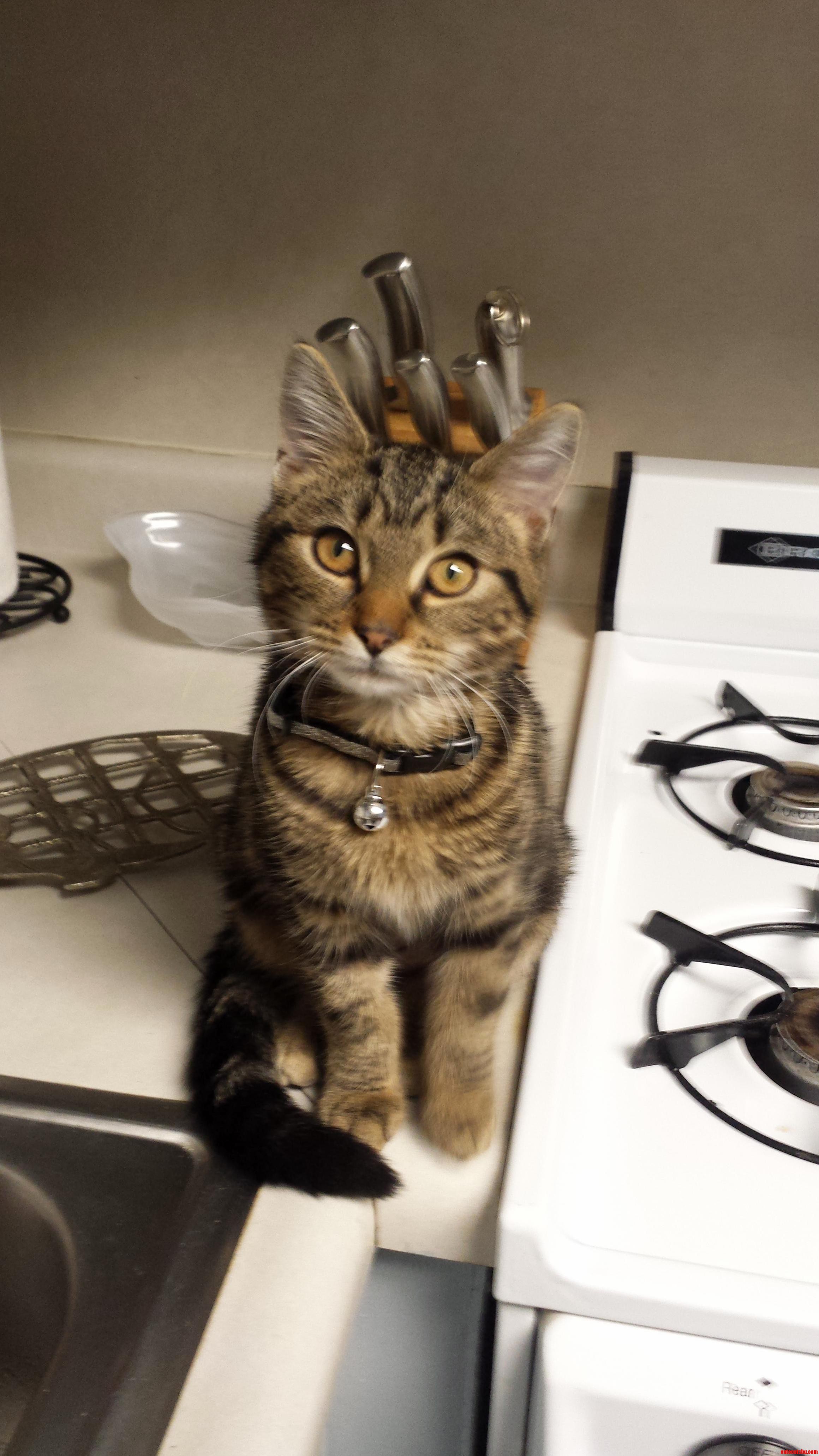 Rescued a Kitten on Monday. She and Over 100 Other Cats Were Rescued from a Cat Hoarding House by a Local Humane Society