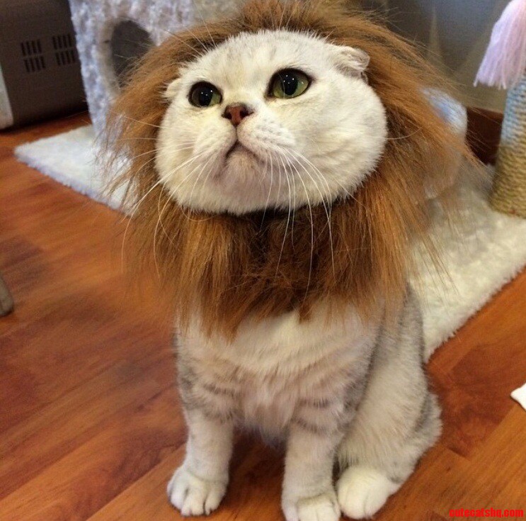 Roar