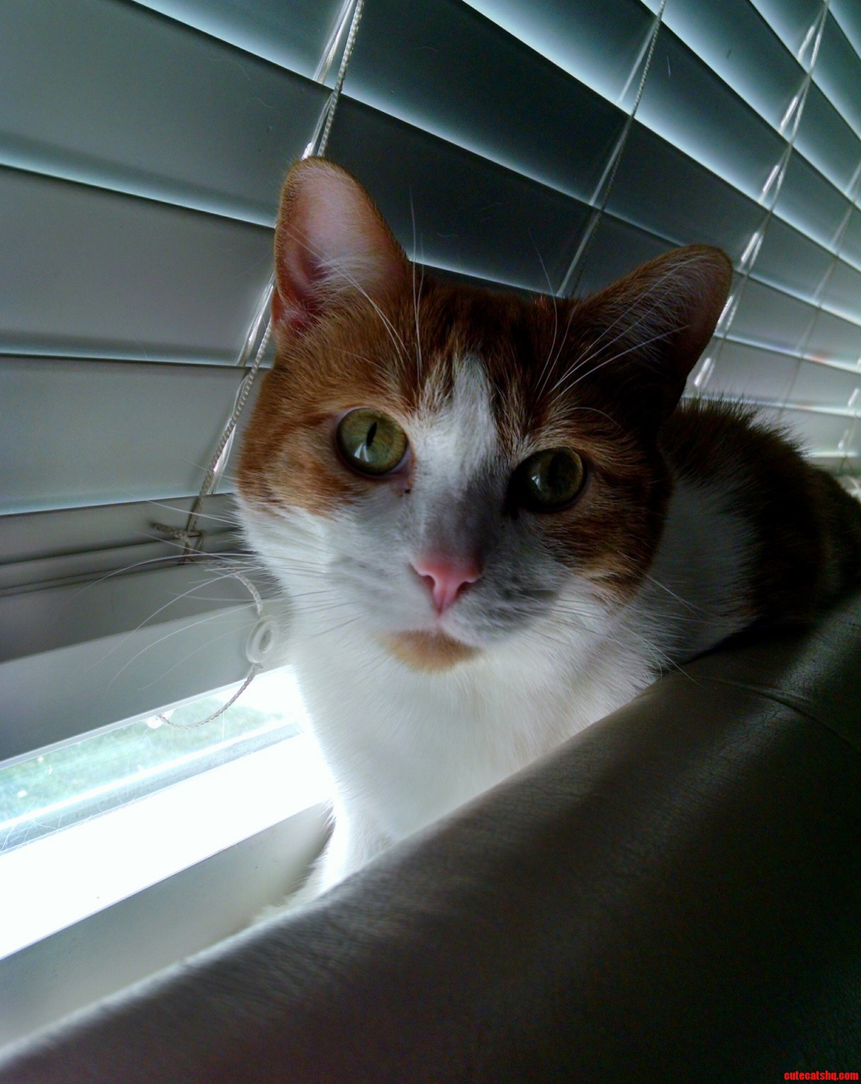 Rory Loves the Window.