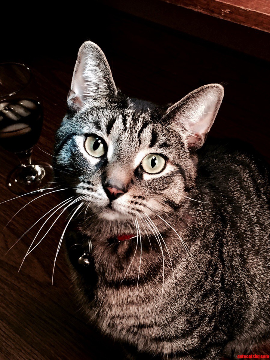 Rupert aka Ruperto the Kitty Man aka Poopert