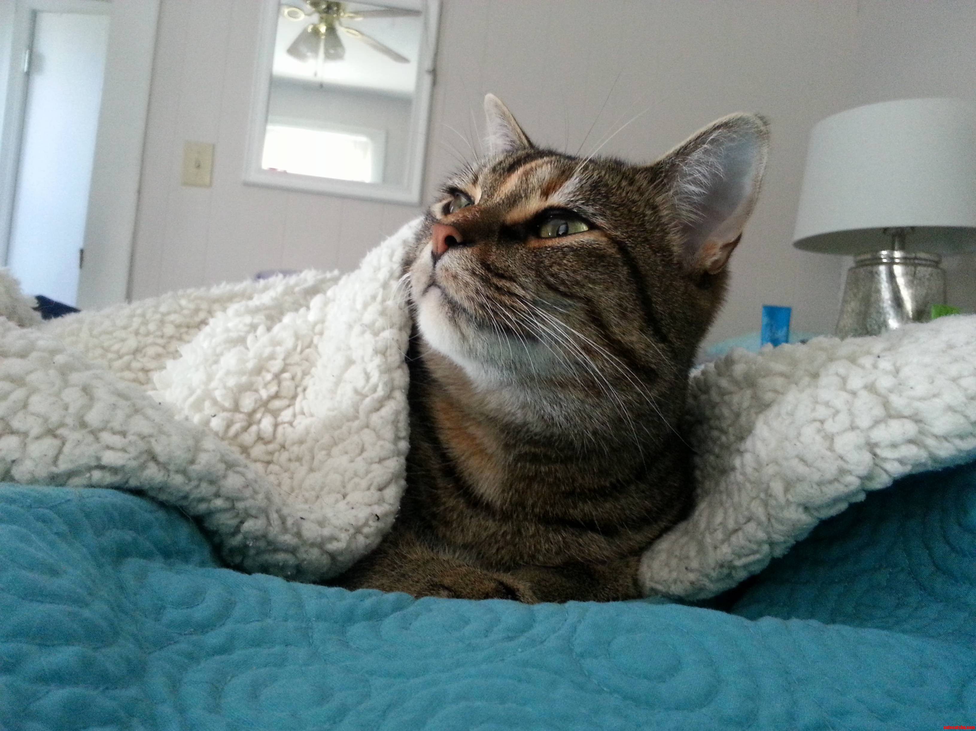 Ruth Has Started Burrowing Under the Sherpa Now That Its Getting Cold Out.