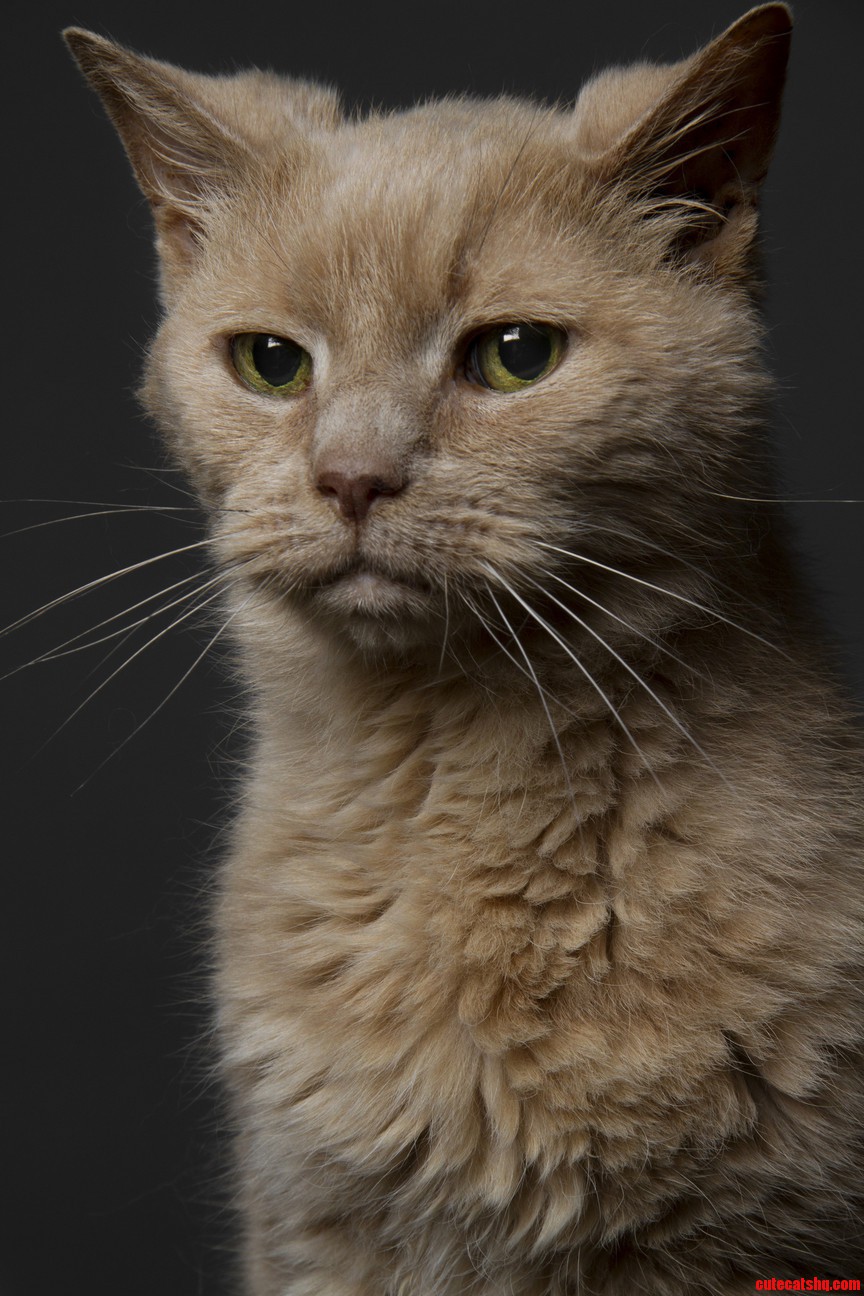 Say Hello to Mocha This Is a Photoshoot of My 18 Year Old Cranky Man
