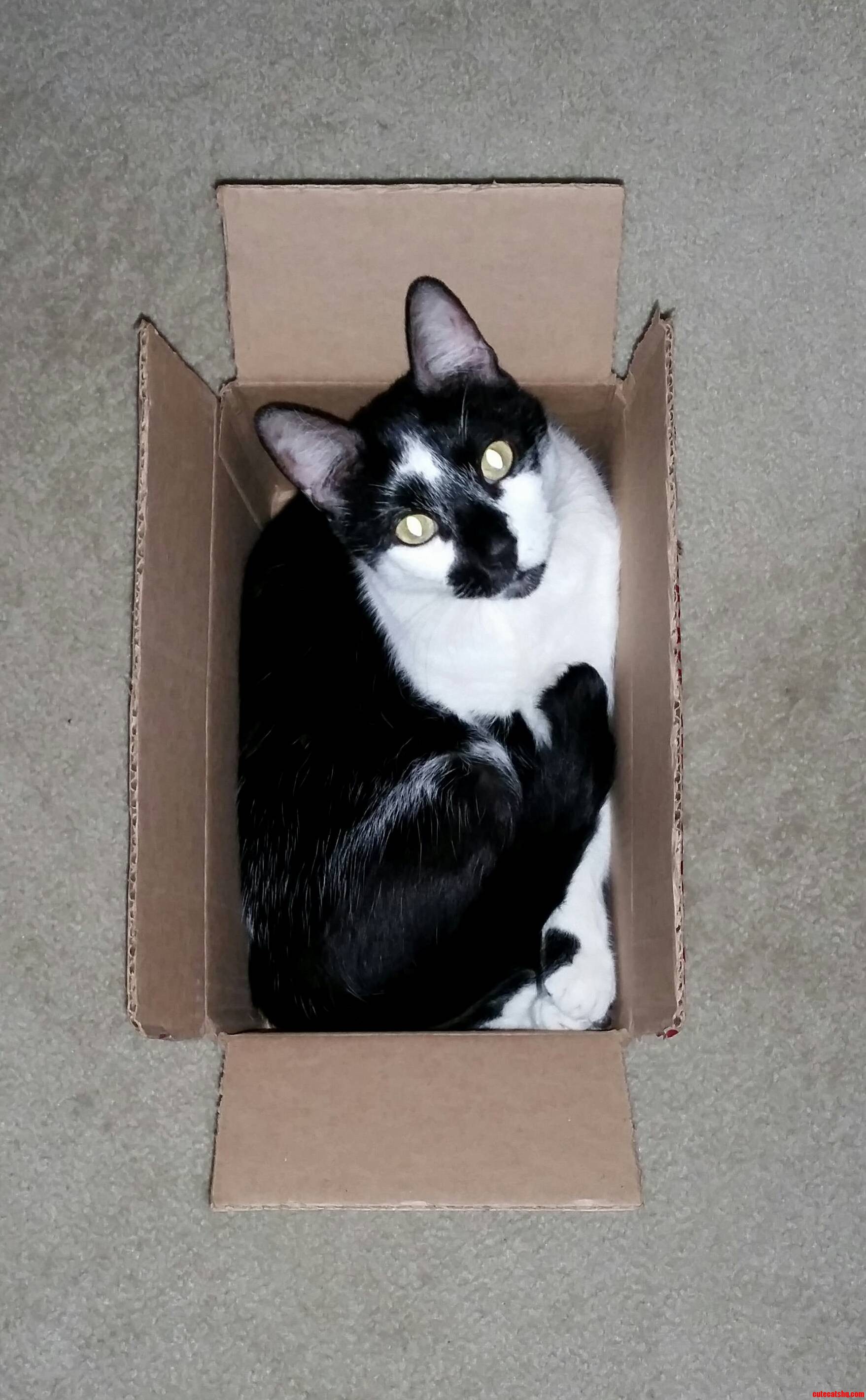 Say Hello to Kitty. If He Fits He Always Sits.