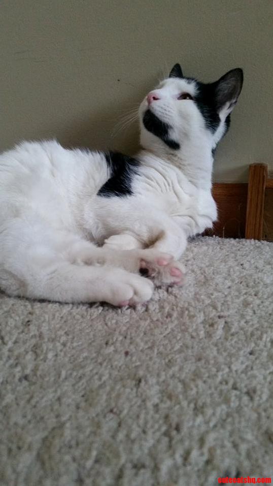 Sebastian Is Quite the Pondering Kitten.