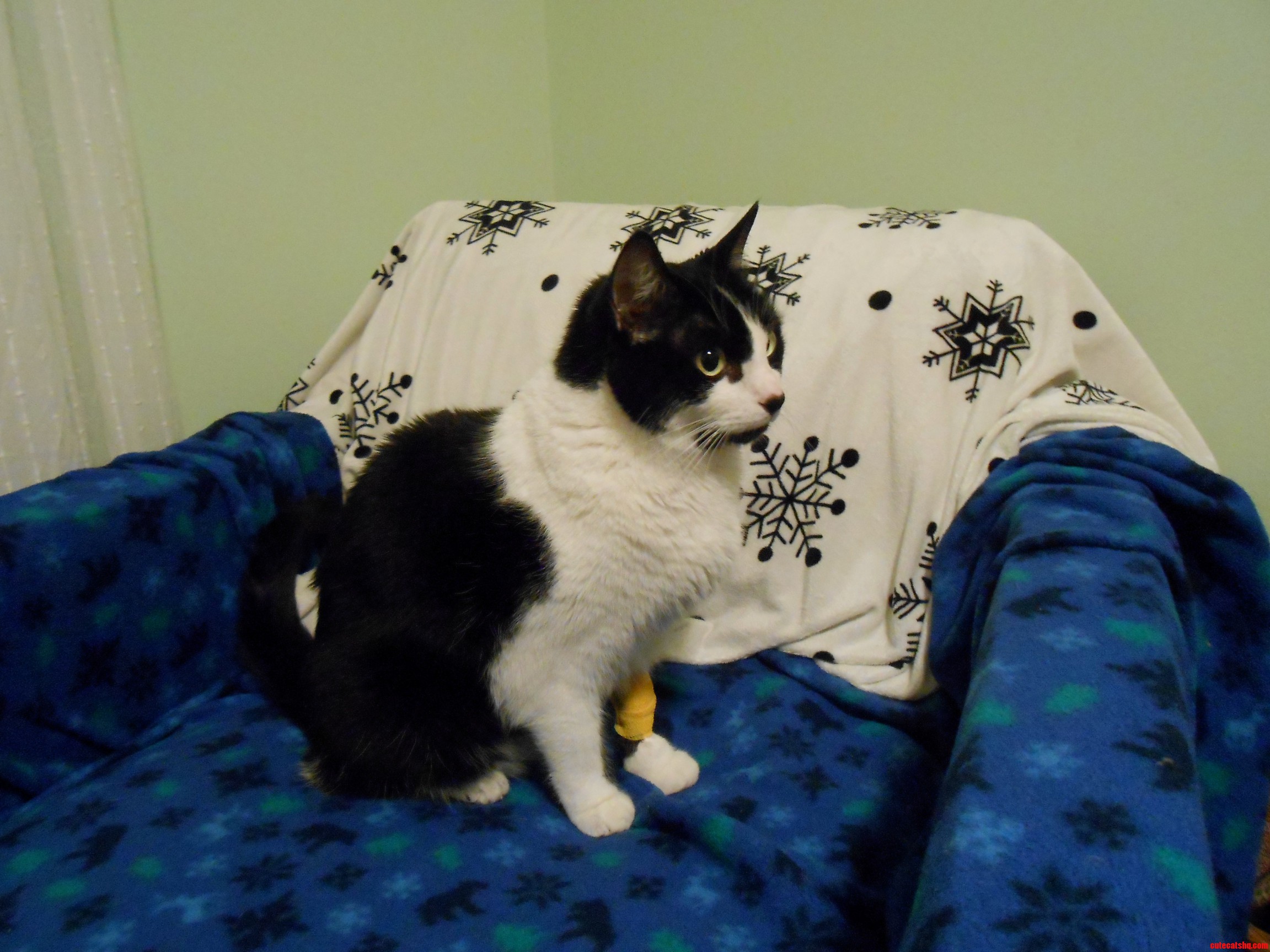 Sharing My Happiness - This Handsome Fella Got to Come Home from the Vet Hospital Today. Sunday He Ate a Package of Advil