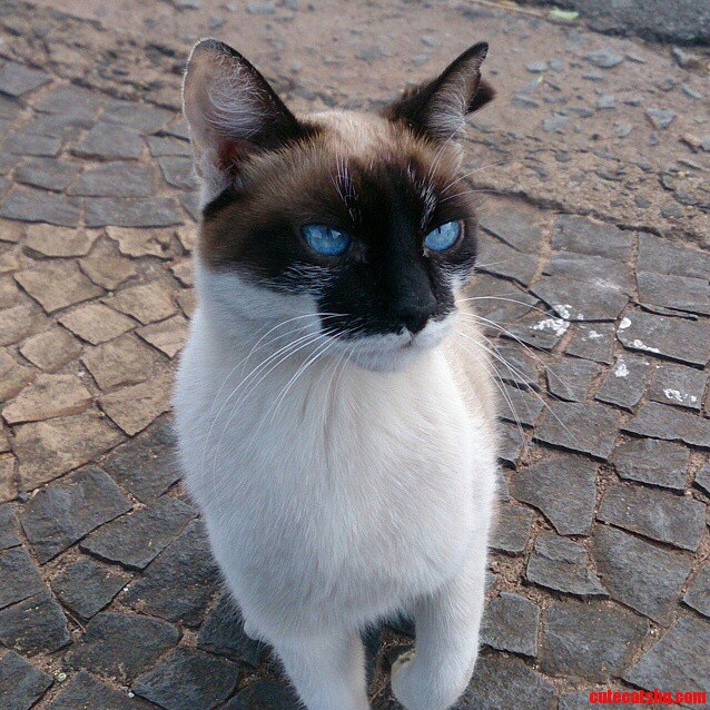 She Lives in the Parking Lot of My College She Is Adorable