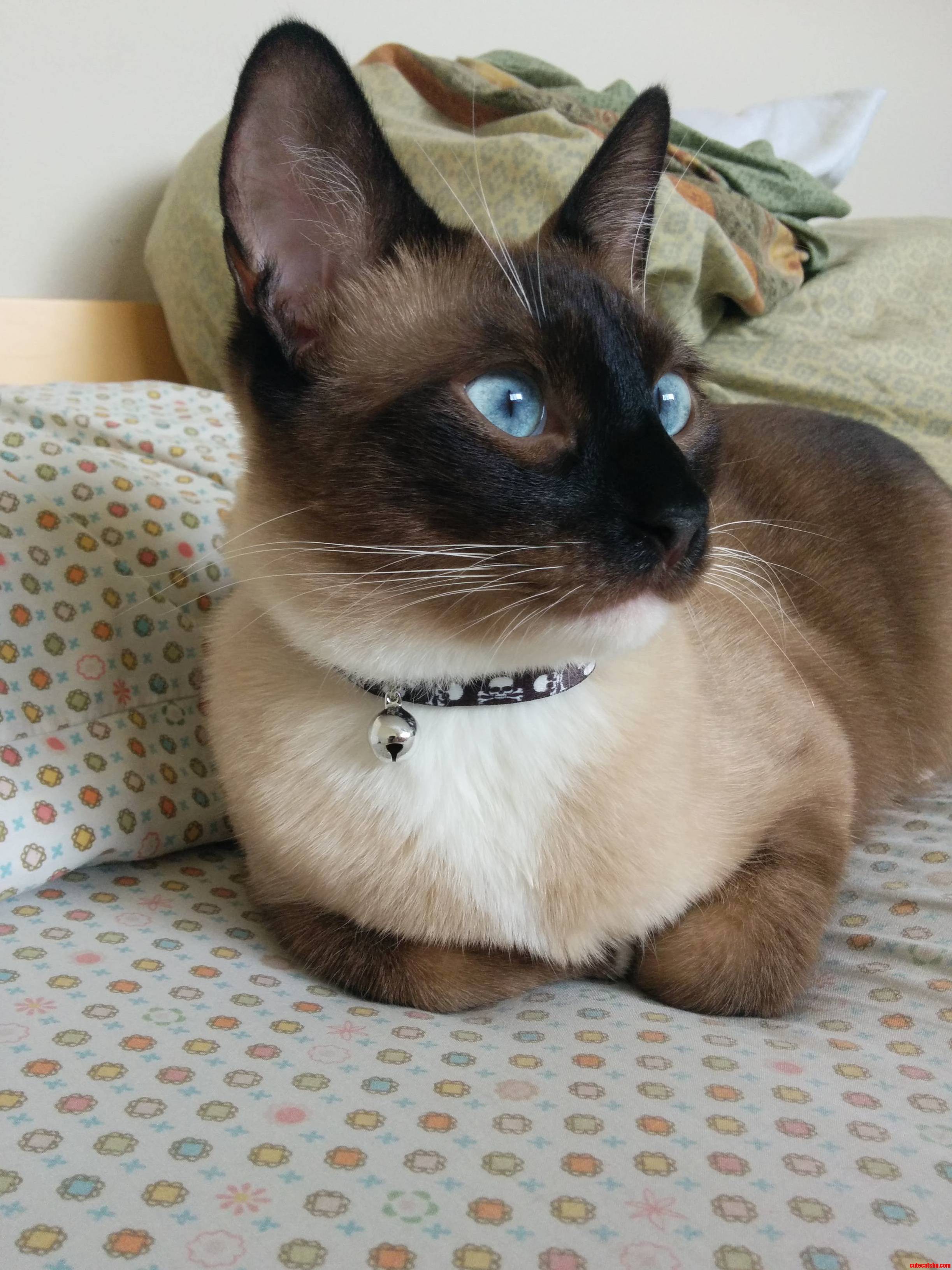 Showing Off His New Collar