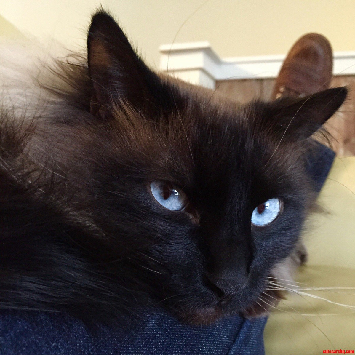 Simon Likes to Lay on My Lap and Stare at Me