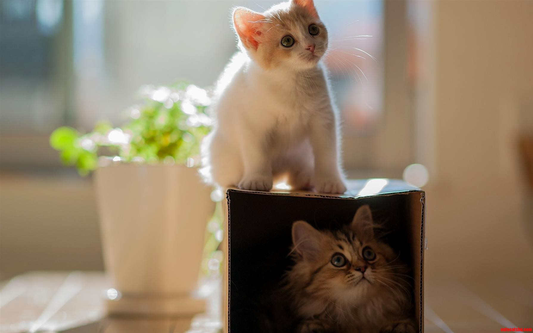 Simply Adorable