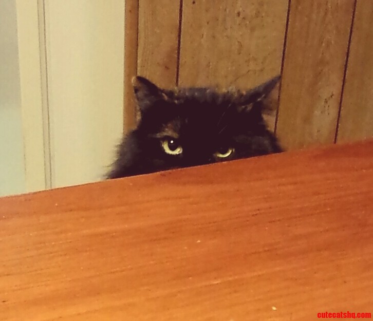 Sitting at My Parents Table When I See This Staring at Me. She Honestly Made Me Jump.