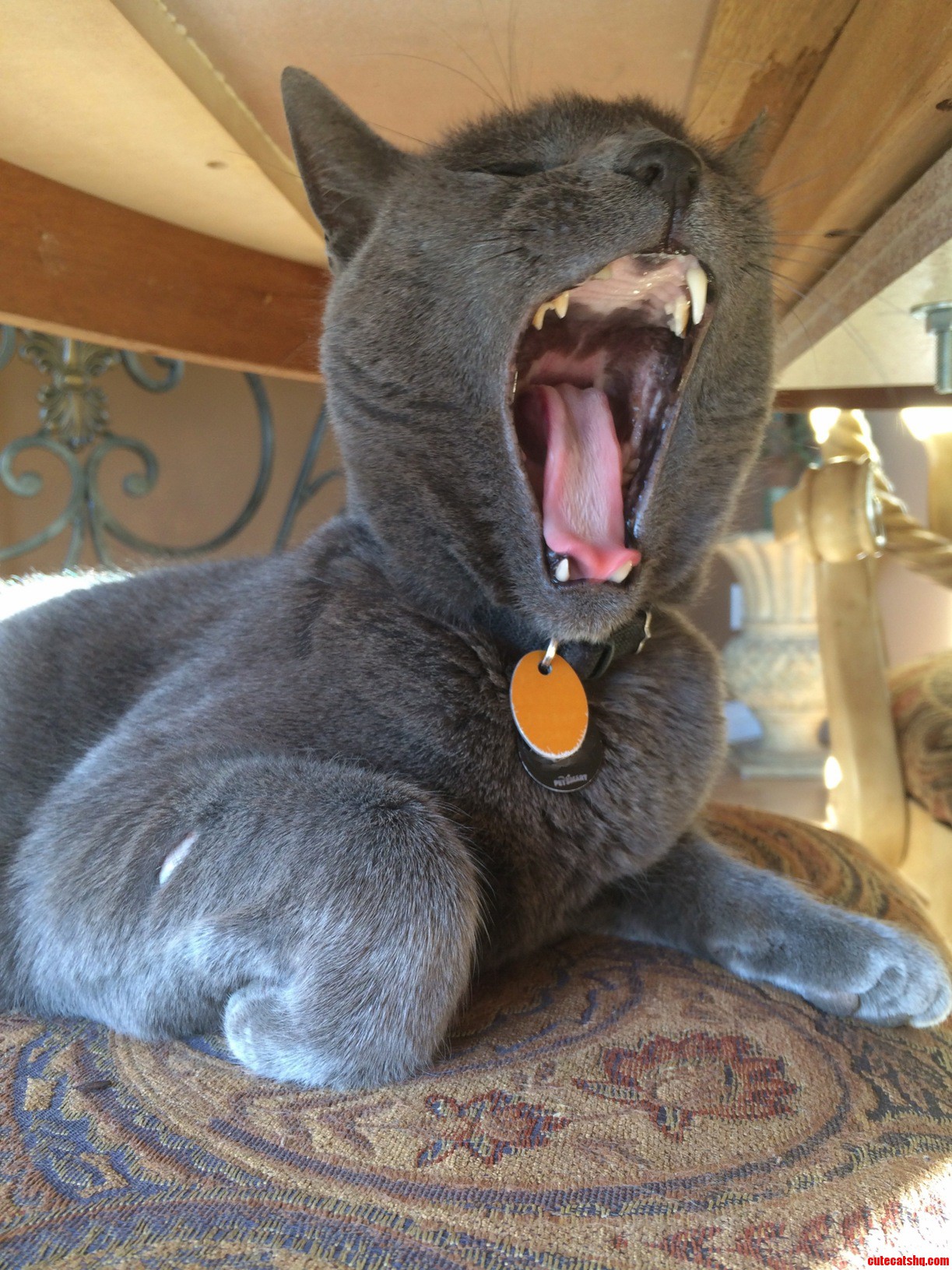 Smokey the One-fanged Cat Yawning.