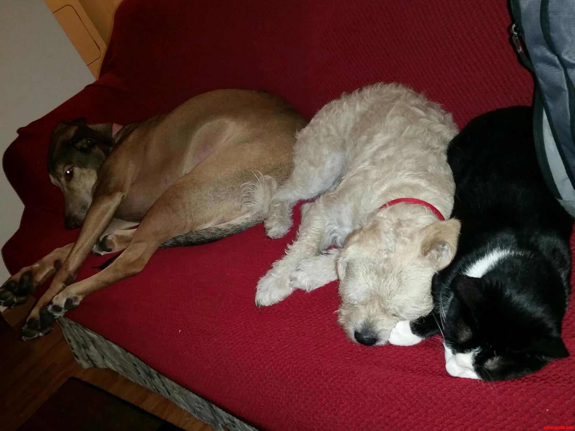 So Much Pet