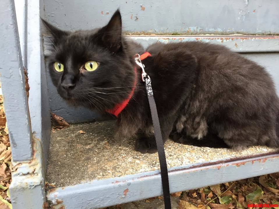 Stoop Kids Afraid to Leave His Stoop