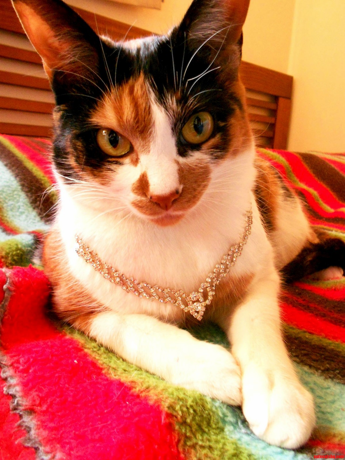 Such a Fancy Cat