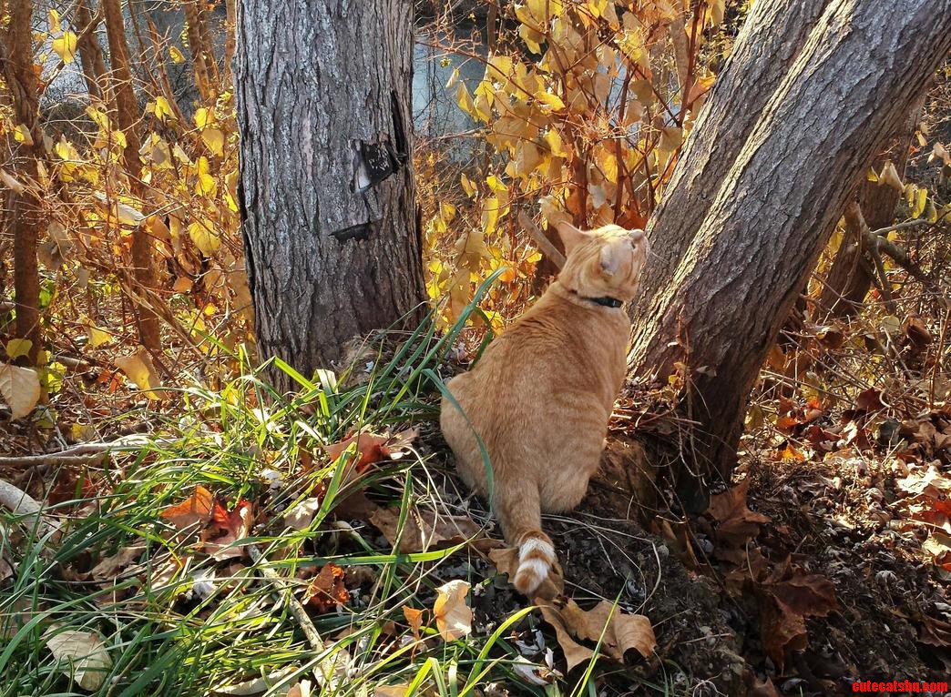 Susa Loves Autumn the Best.