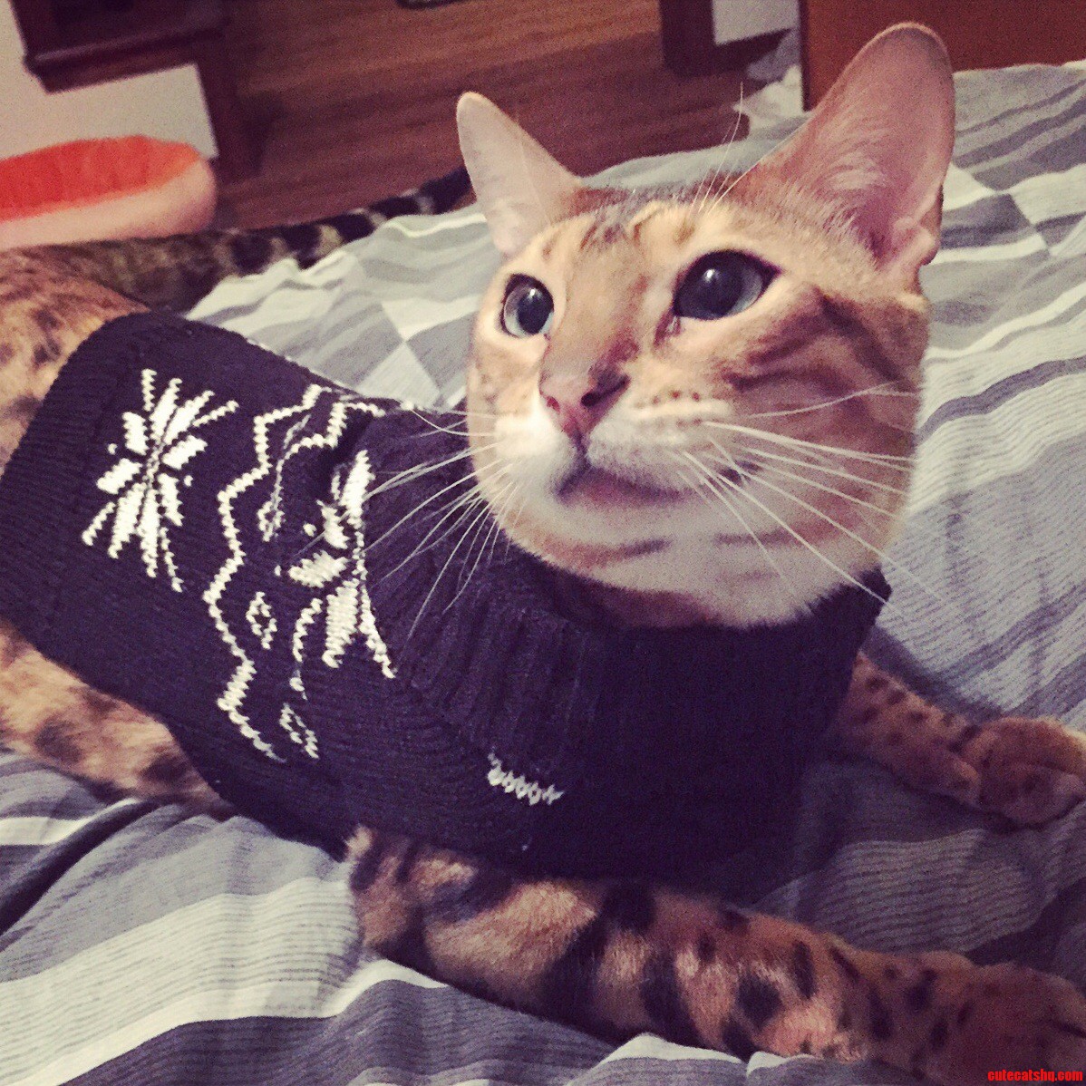 Sweater Weather