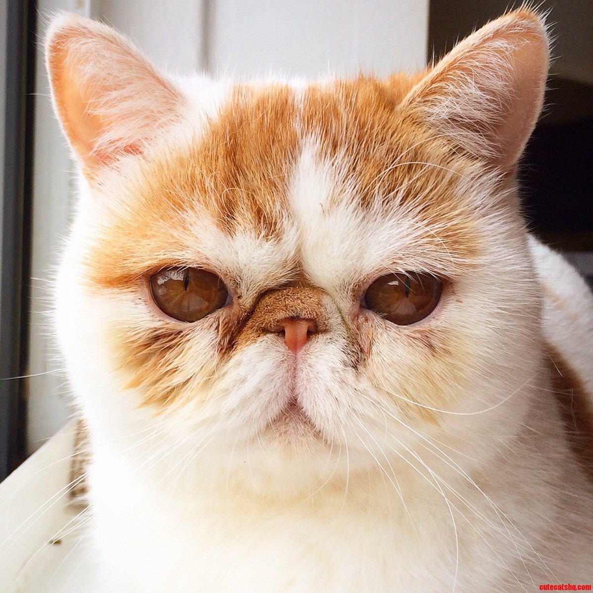 Taco Staring Into Your Soul.