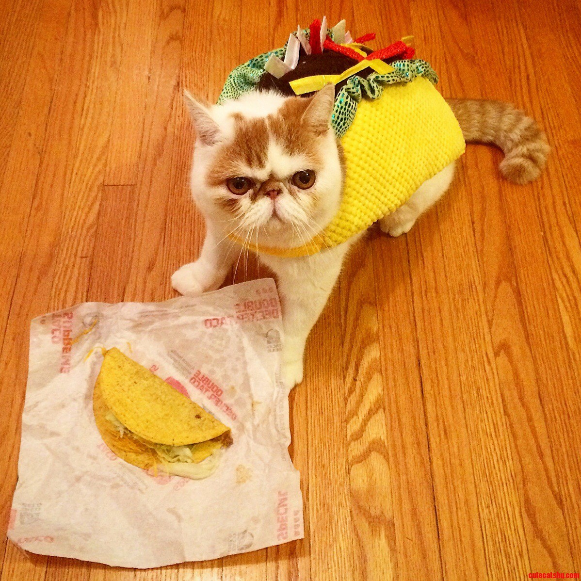 Taco... Dressed As a Taco... Eating a Taco... from Taco Bell.