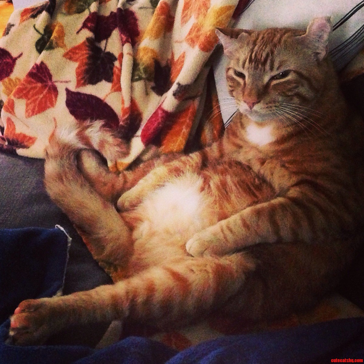 The Best Cat