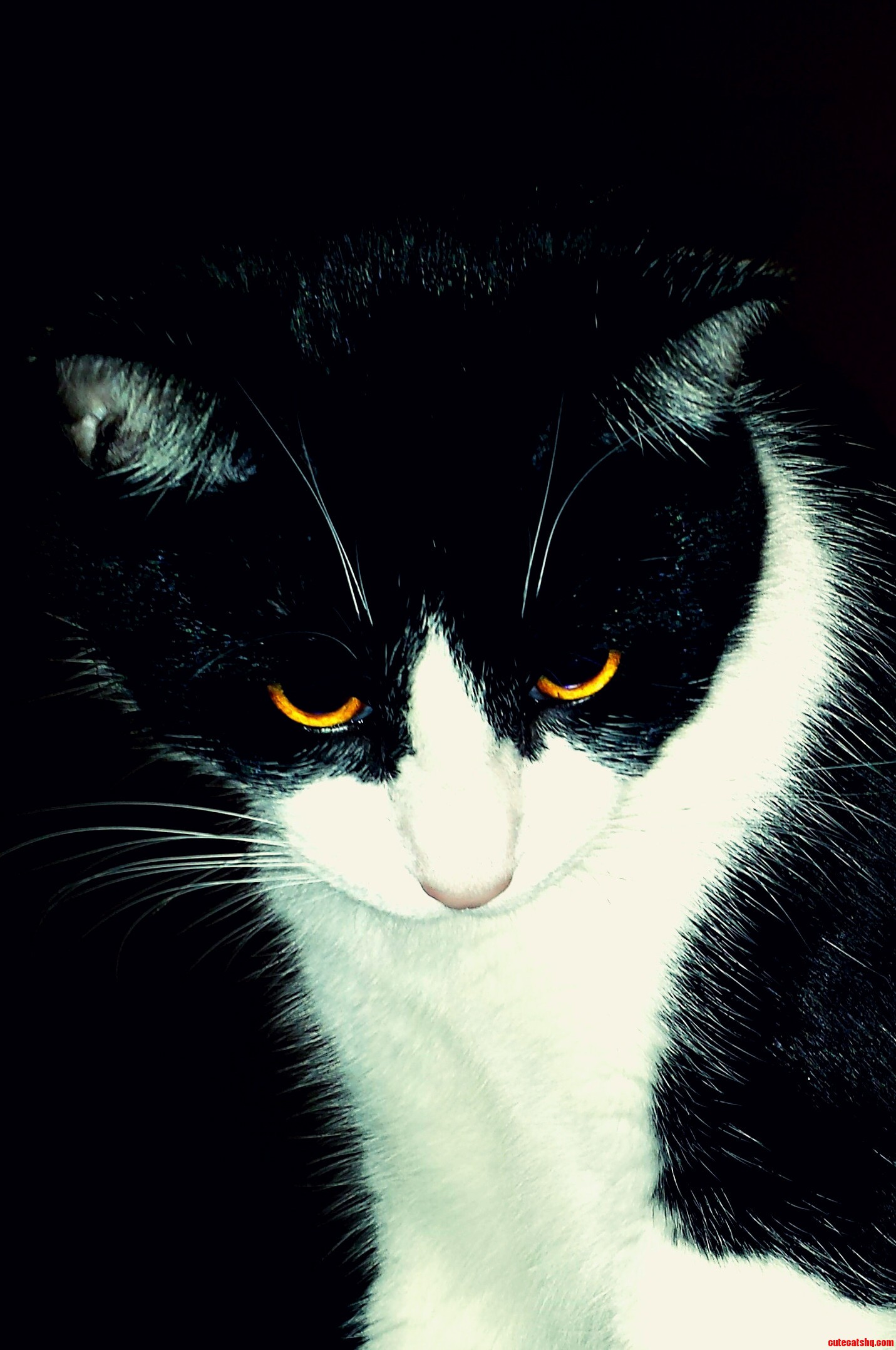The Eyes of a Predator