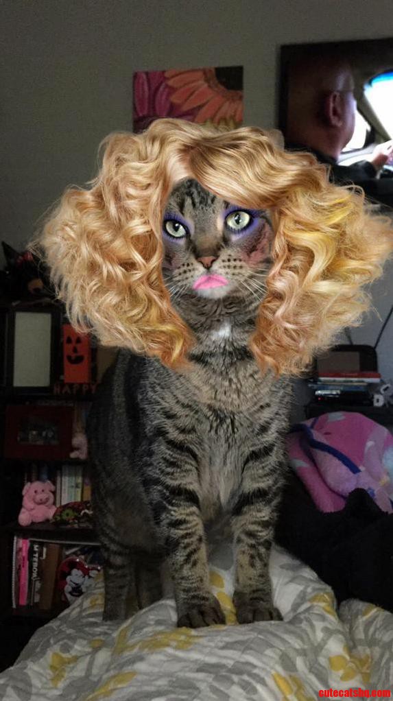 The Perfect365 App Works on Cats Too