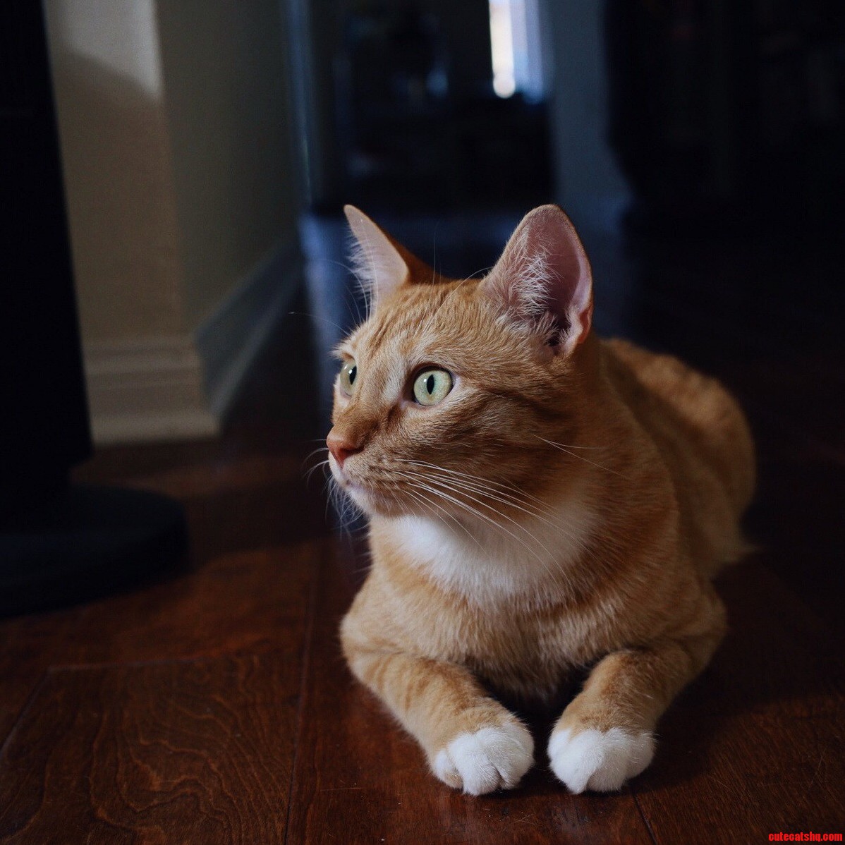 The Photo Studio Manager Looks On.