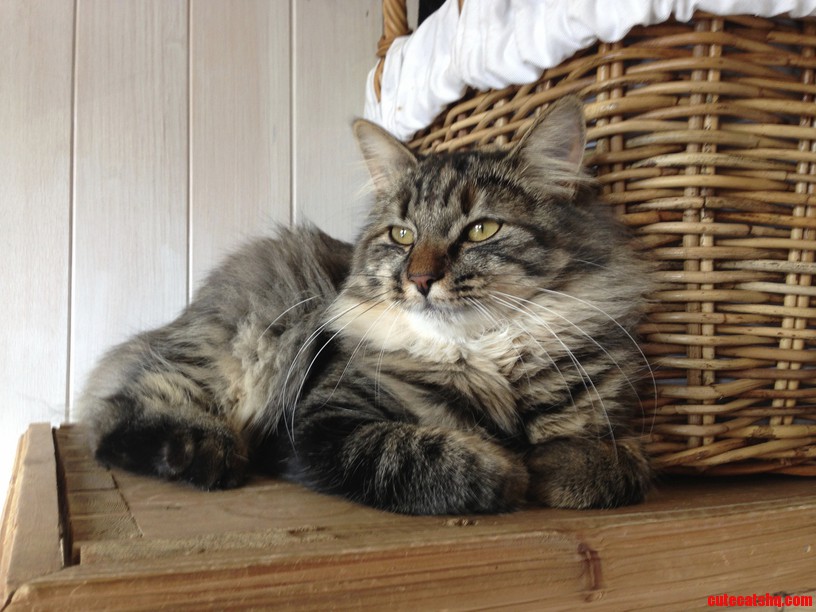 The Queen of the House