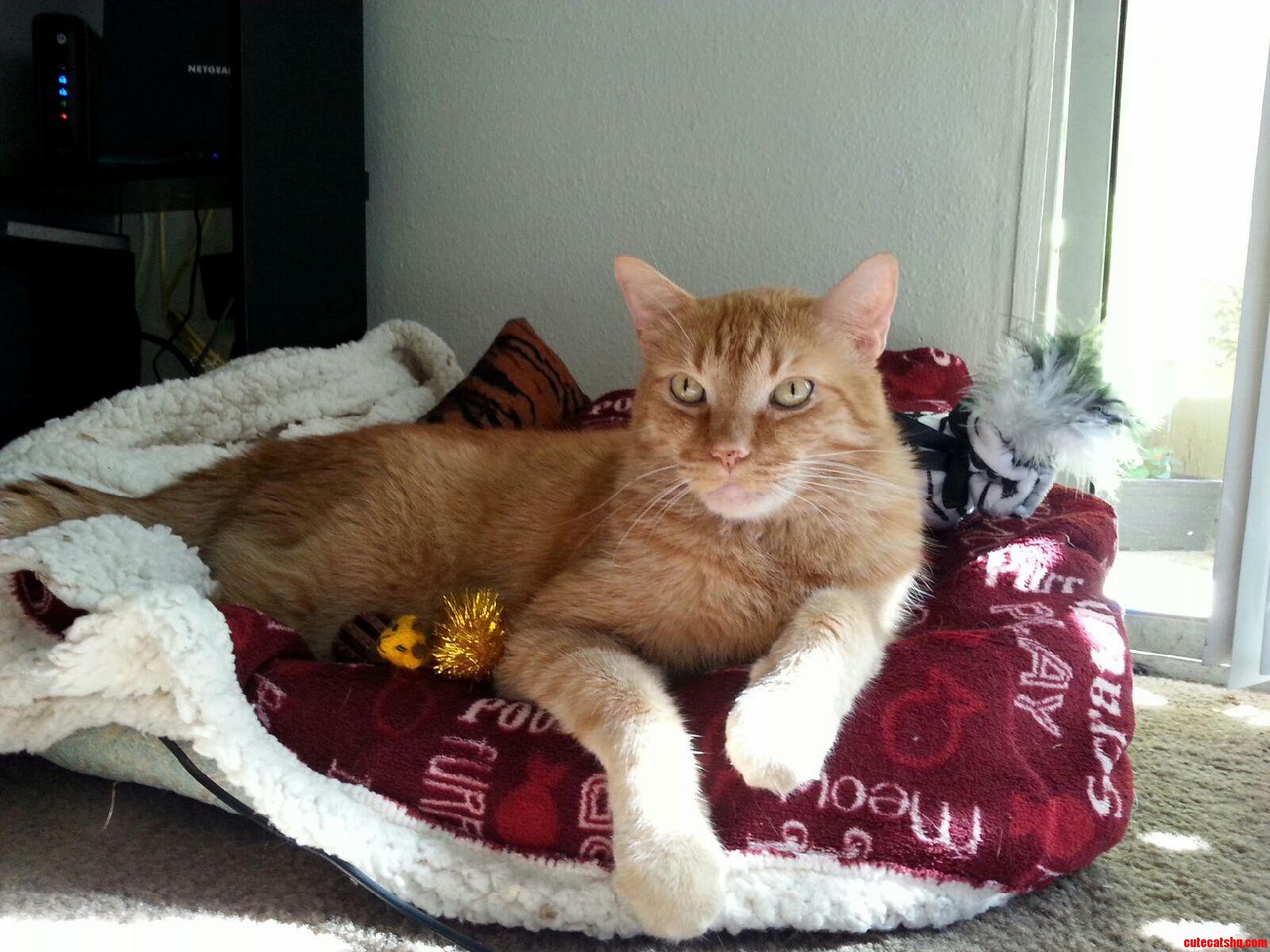 The Roomie Cat Looking All Regal Sitting in His Throne