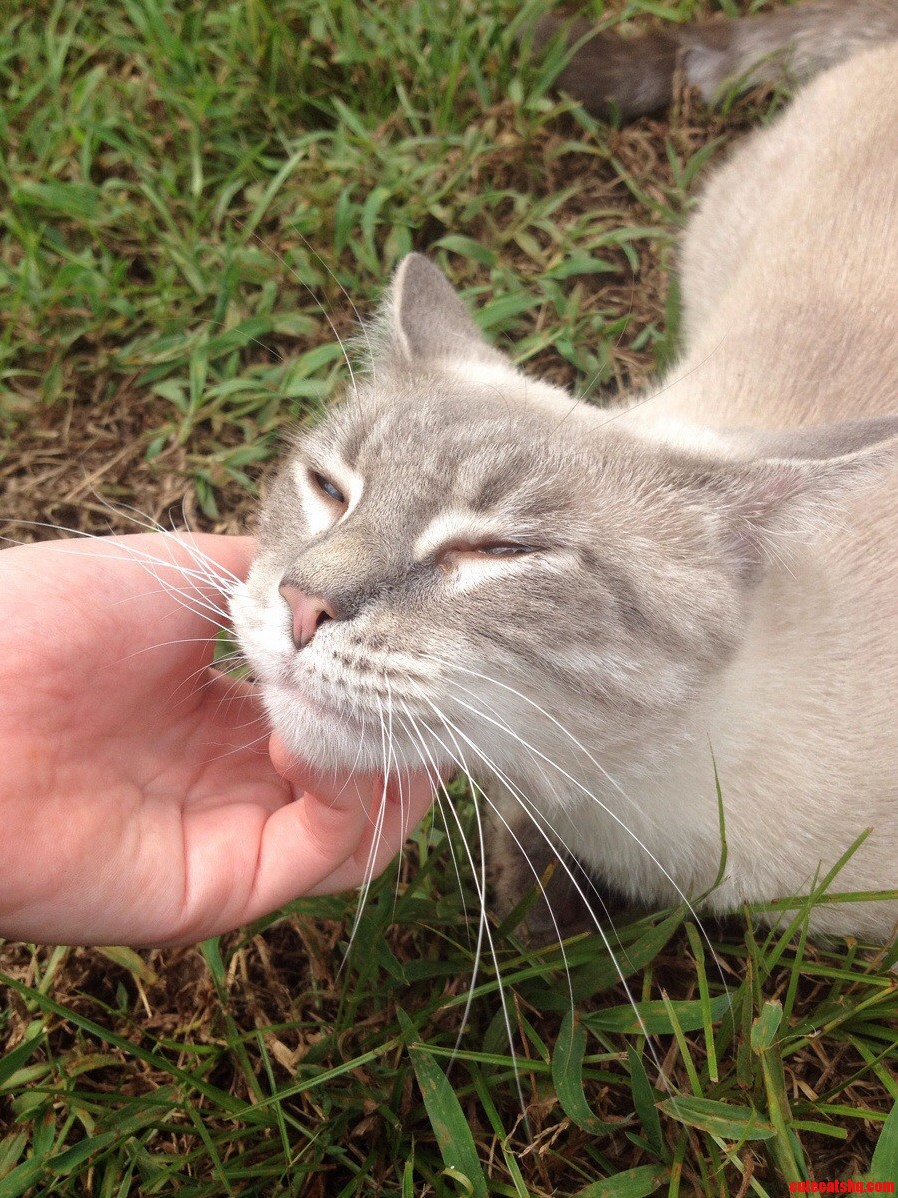 This Cat Lives Around My Grandmas House. Heshe Also Pants Like a Dog.
