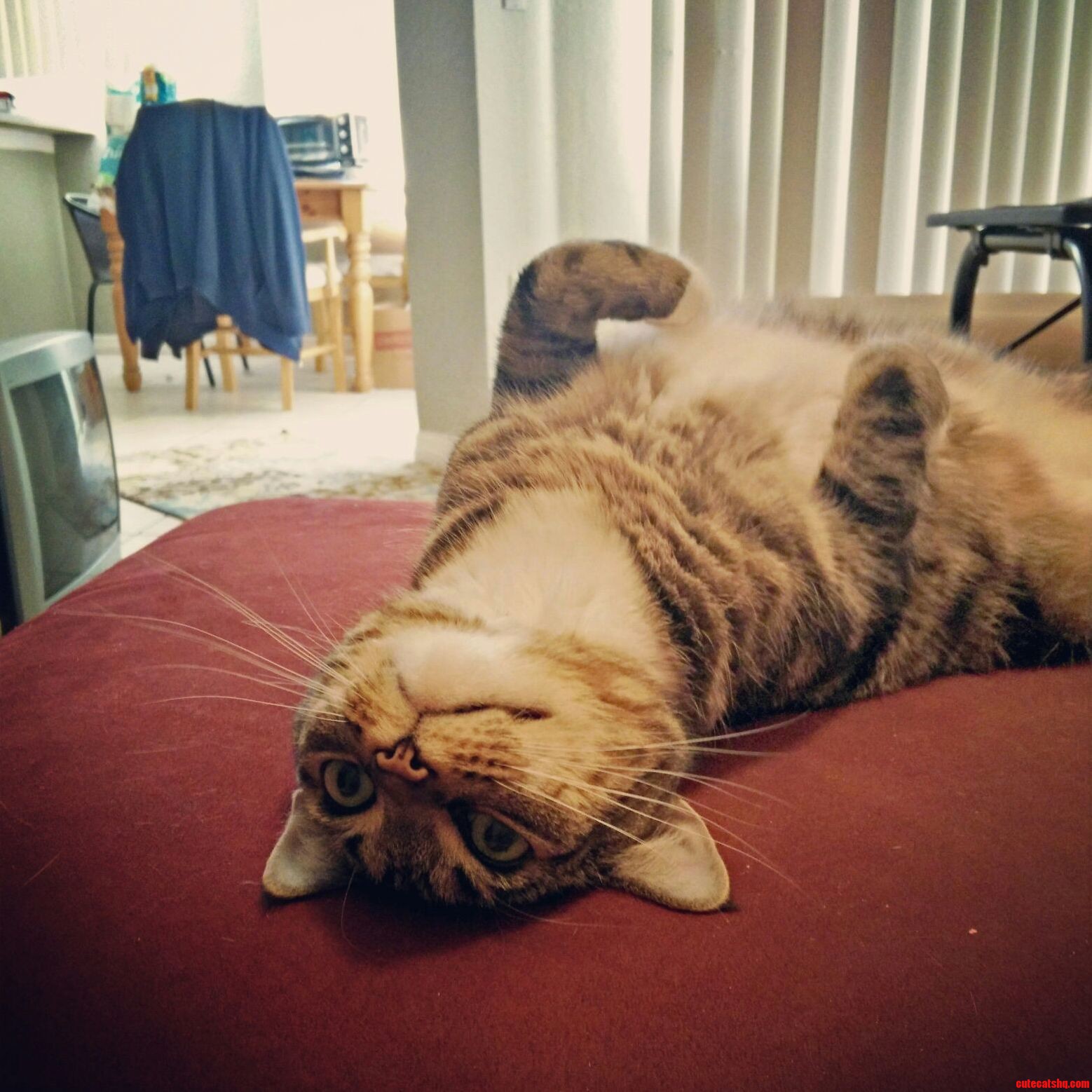 This Is Gwen. She Likes to Pee on Our Clothes but We Let Her Stay for Pictures Like This.
