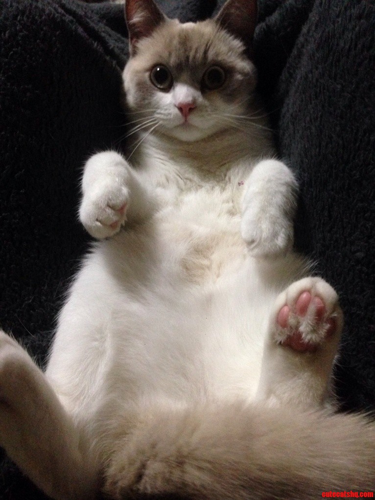 This Is How Sunny Relaxes After a Long Day of Sleeping and Cleaning Herself.