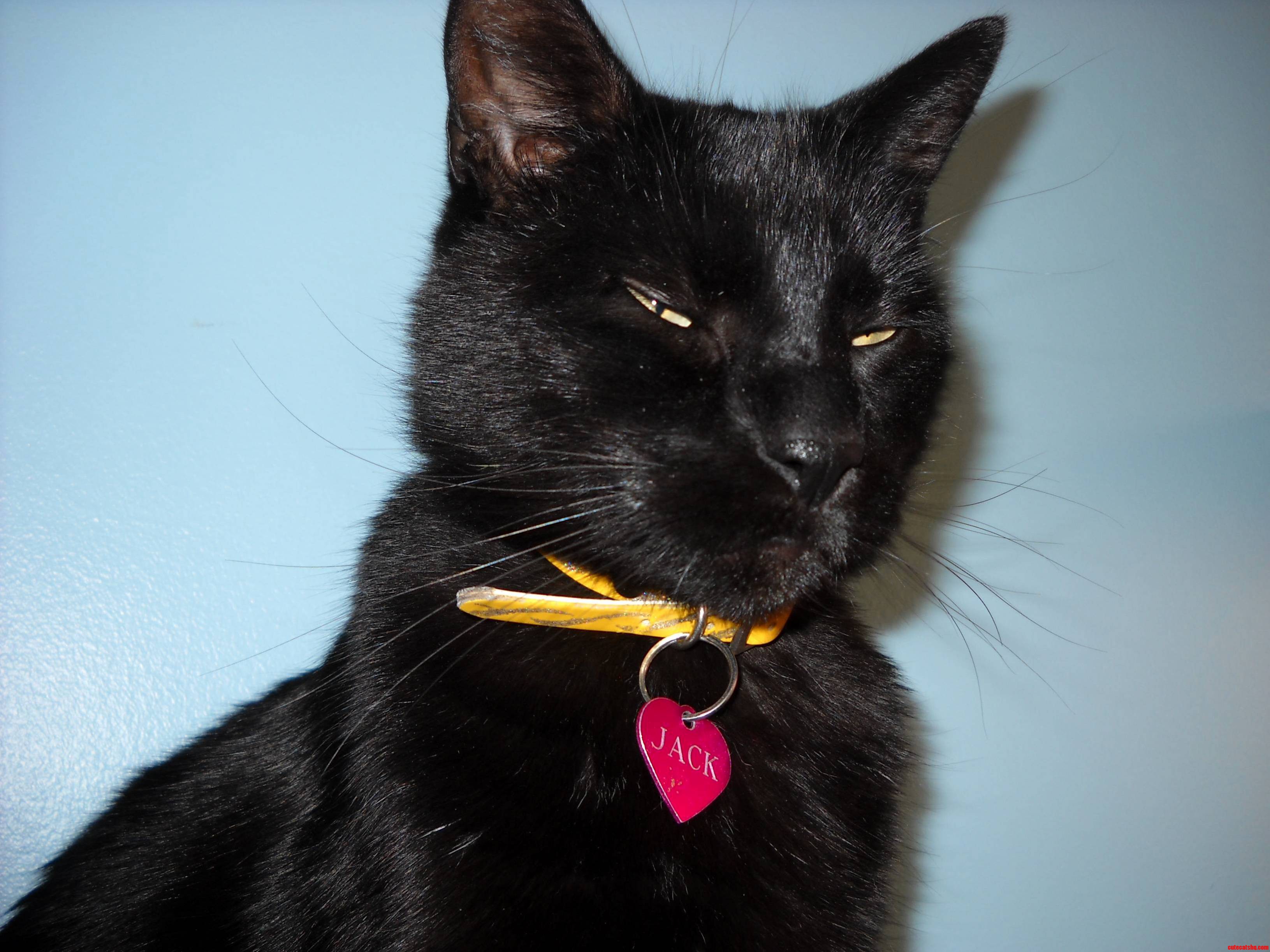 This Is Jack Plotting Against Me...