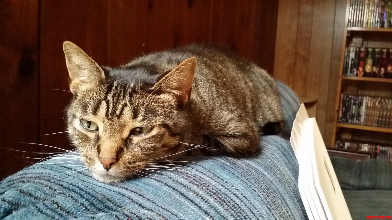 This Is Kitty Keeping an Eye on Me and Thinking Deep Cat Thoughts