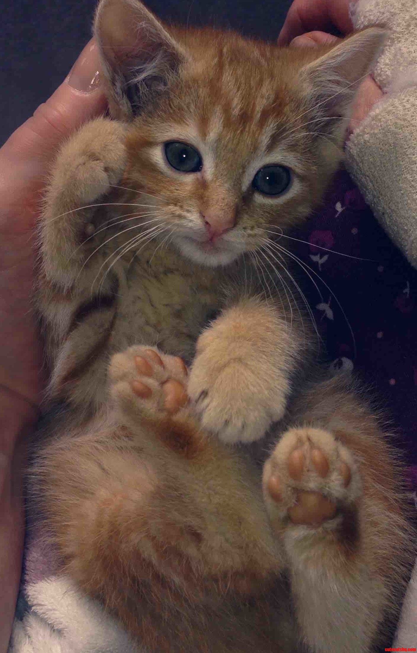 This Is My Beautiful Boy Vinnie