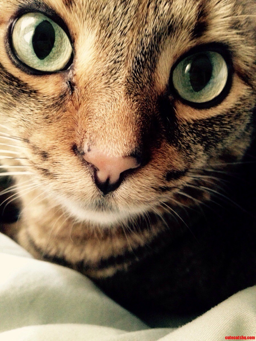 This Is My Cat She Is Very Photogenic.