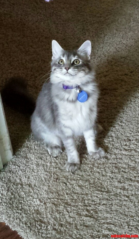 This Is My Pretty Kitty. She Likes to Chew Holes in My Socks and Steal My Hair Ties.