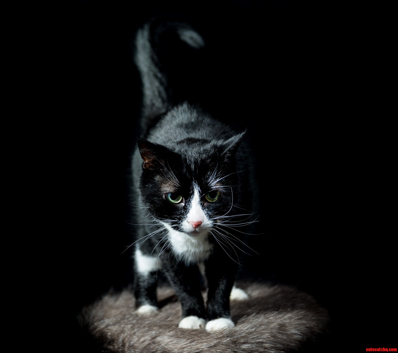This Is Pickles She Was Picked Up from a Shelter by My Brother More Than a Year Ago.