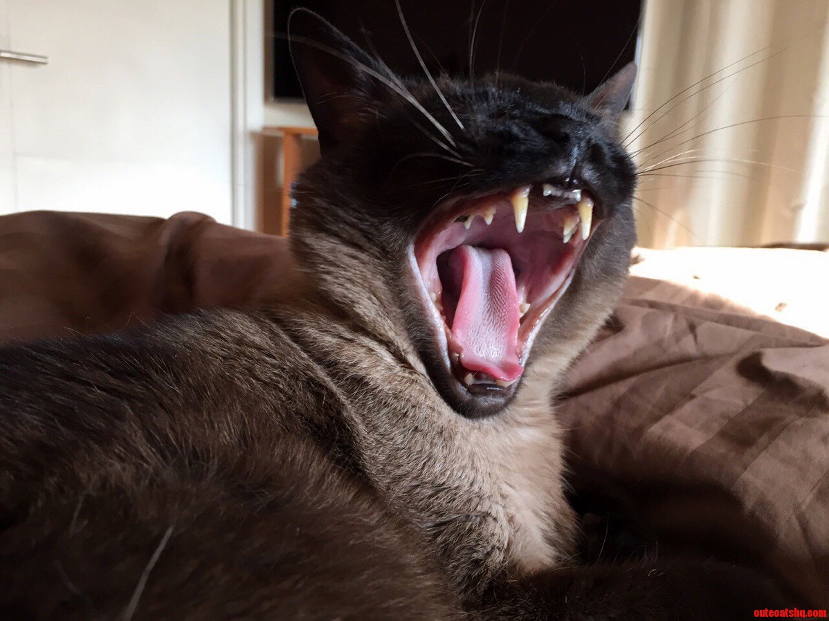 This Is What I Think of Your Stories Human...