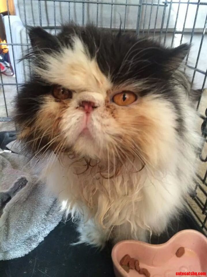 This Stray Persian Was Hiding Under My Car This Morning Hes Do Sweet Need Help Naming Him.