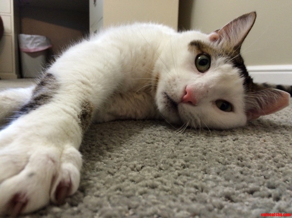 Tired from a Long Day of Sleeping.