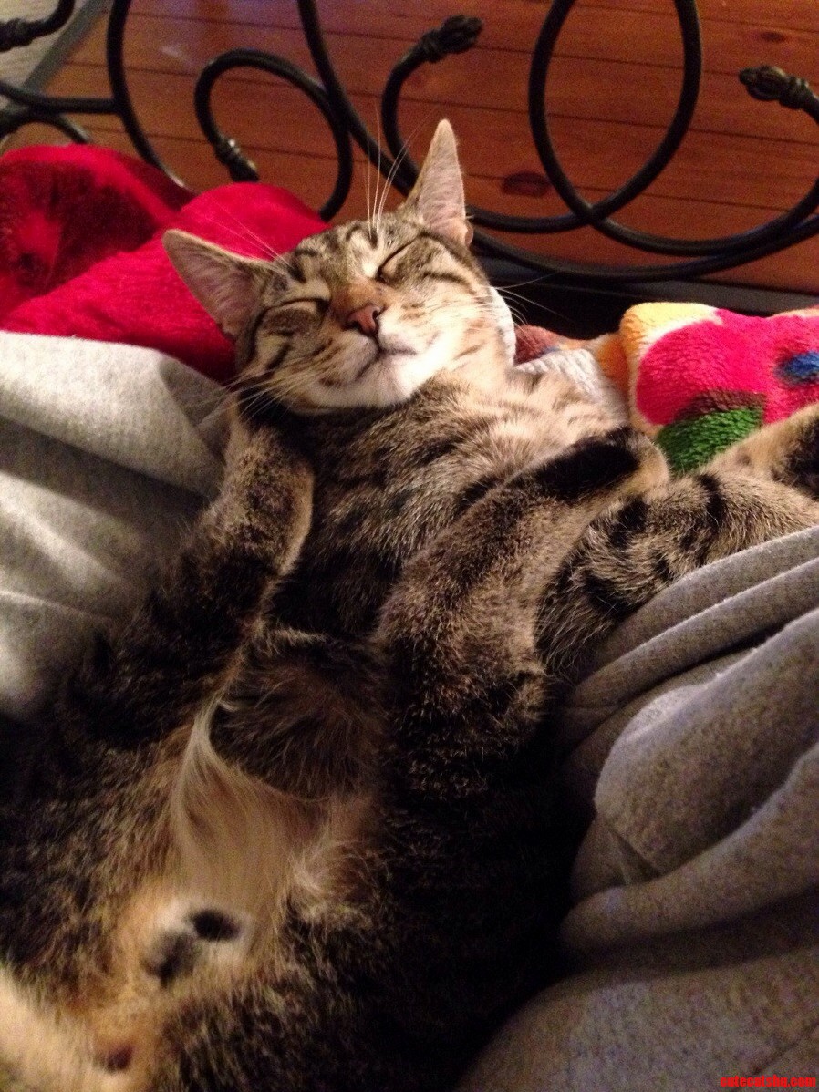 To Be a Cat..