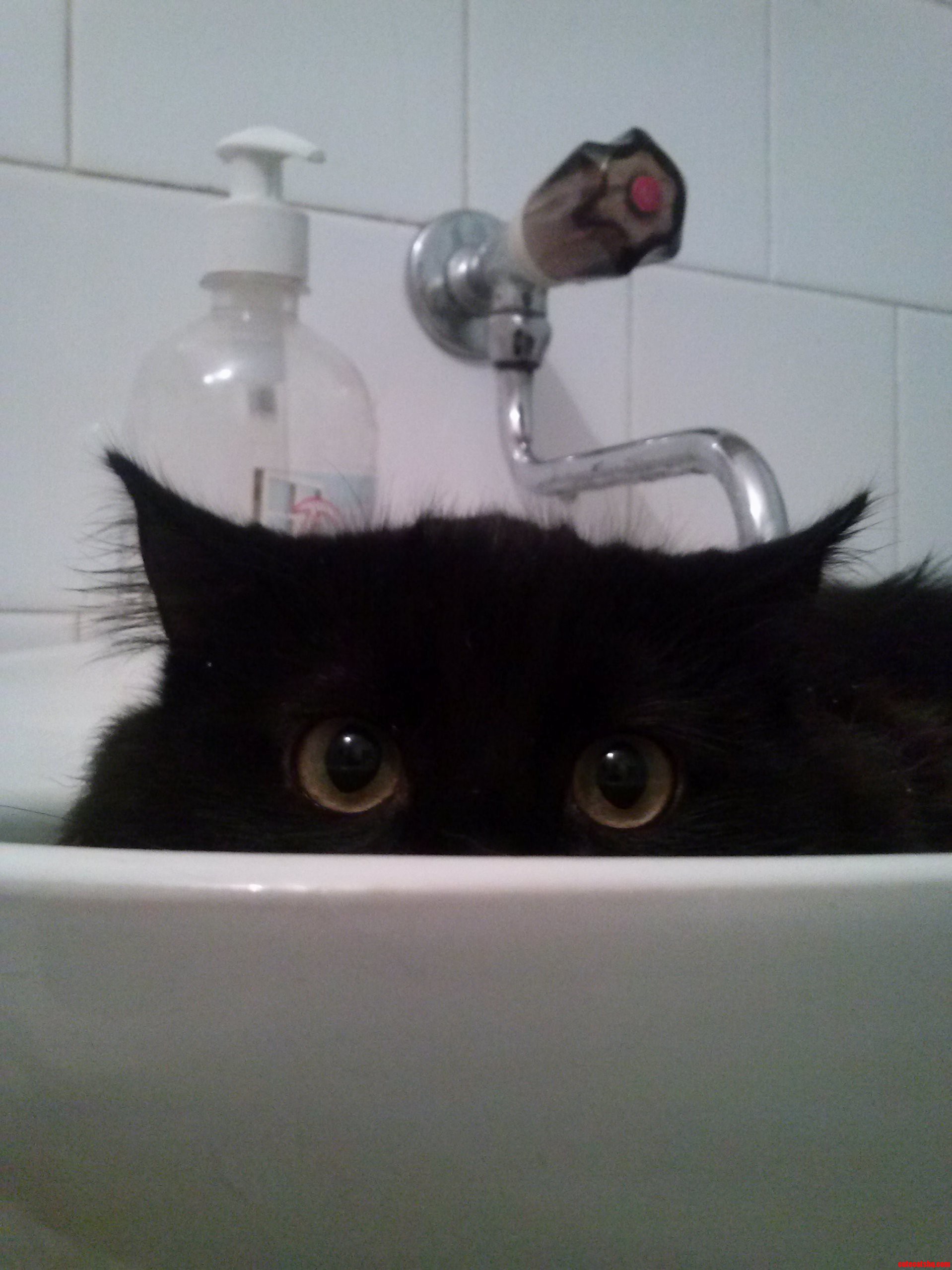 Today I Caught My Cat Sleeping in the Sink and He Gave Me This Guilty Face