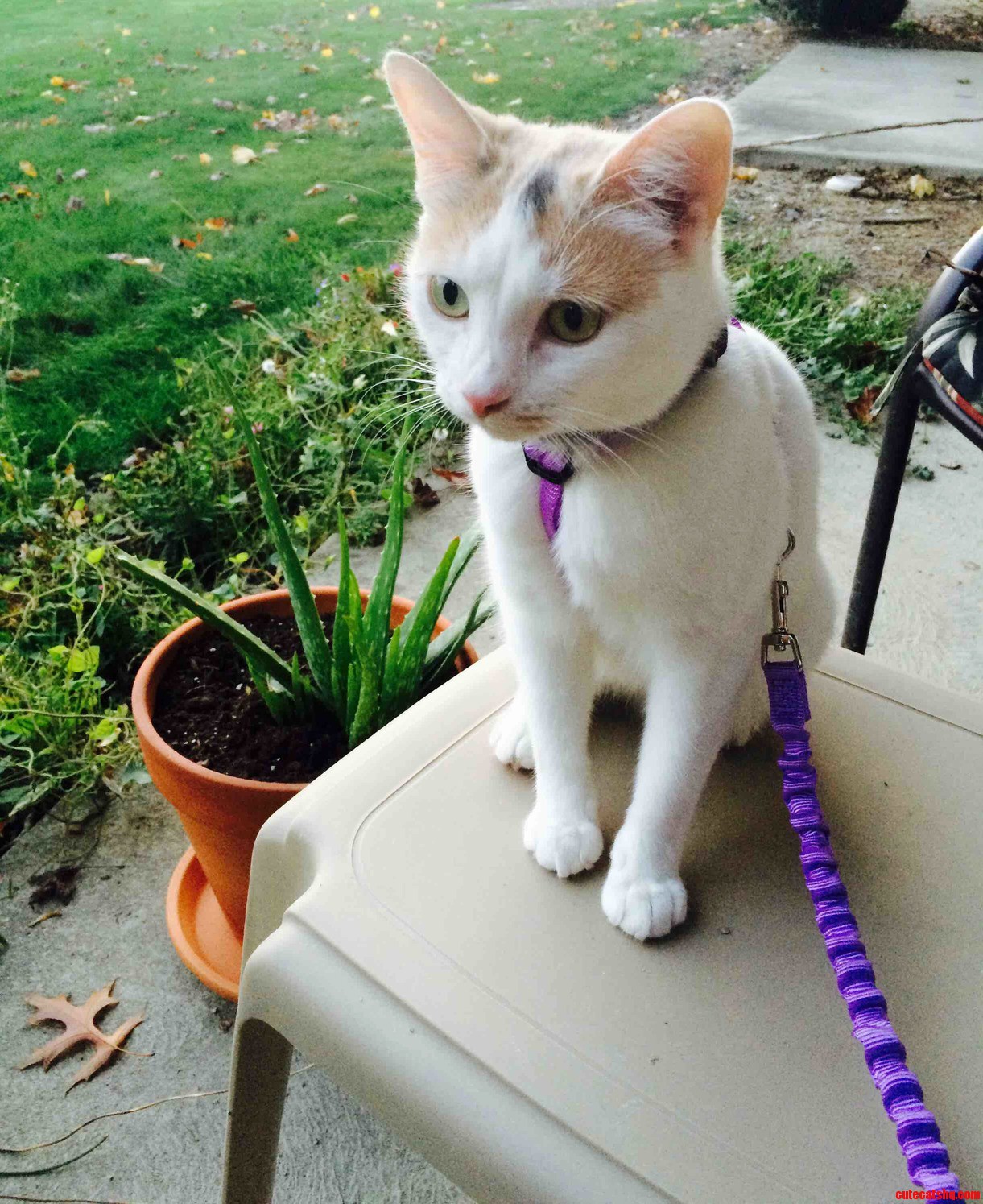 Took My Kitty on Her First Walk Today