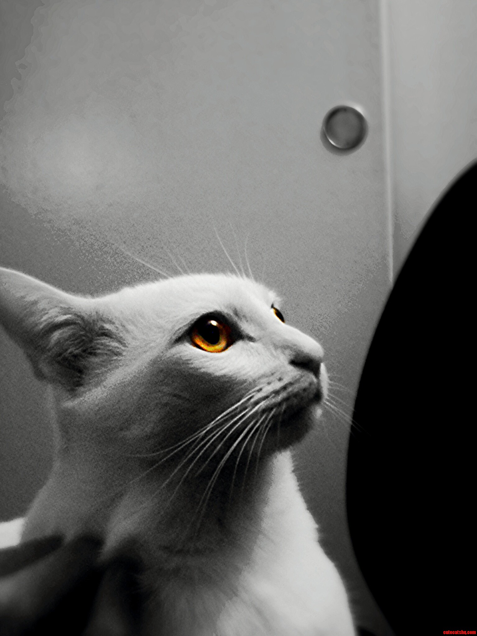 Touched Up a Photo of My Cat and Thought I Was Majestic Af.