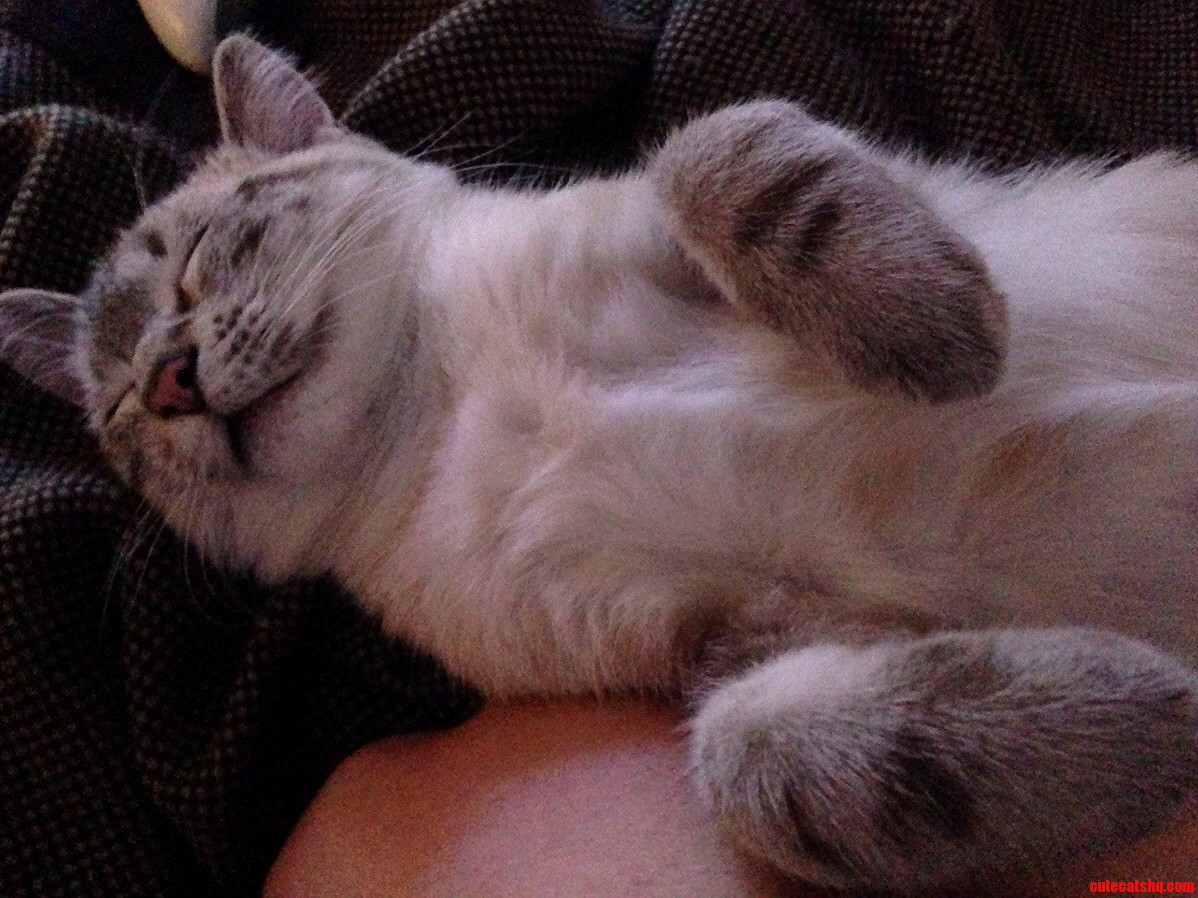 Tuna Fish Dreams