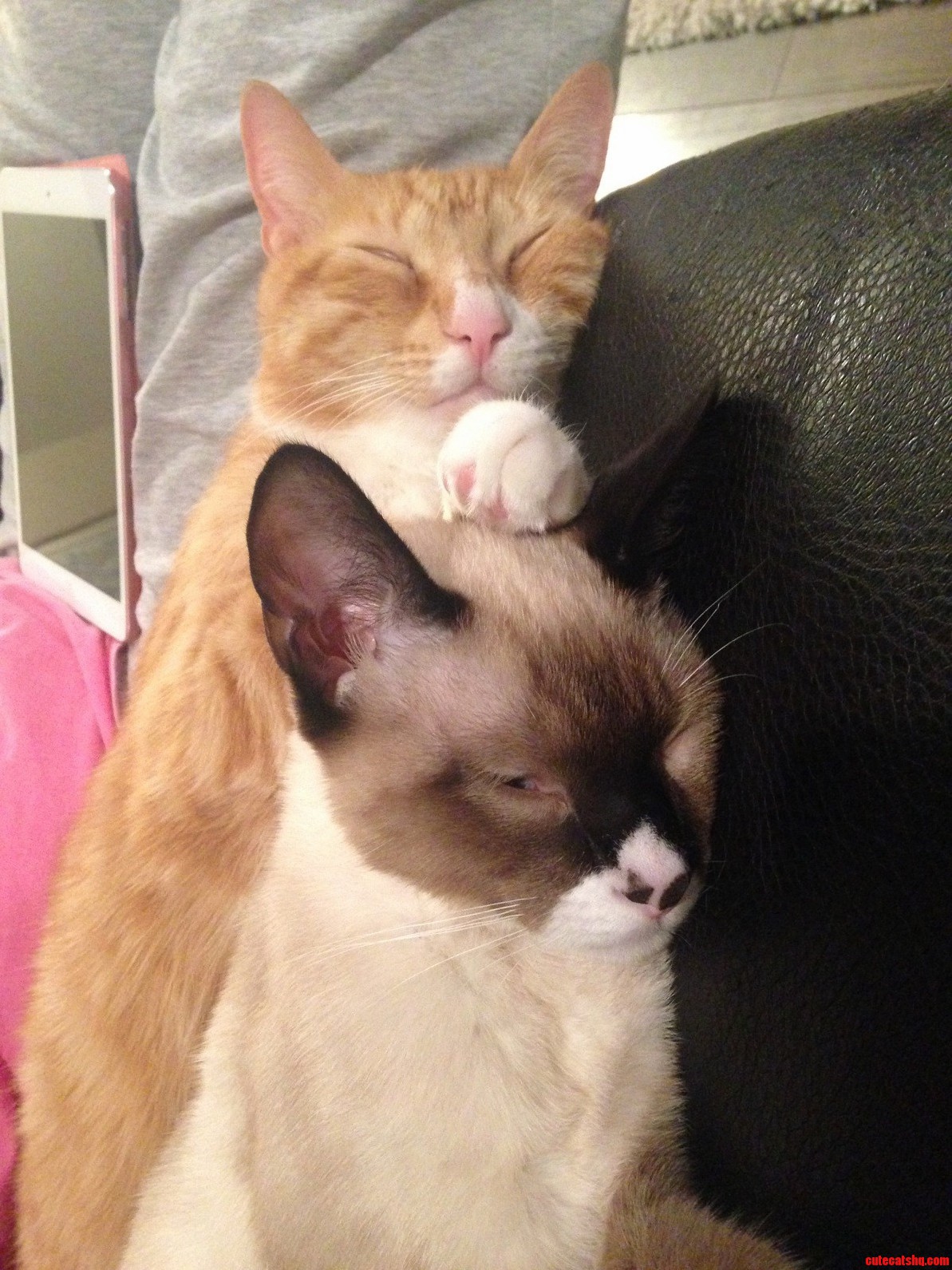 Two Adoptive Brothers Getting Along Better Than Expected.