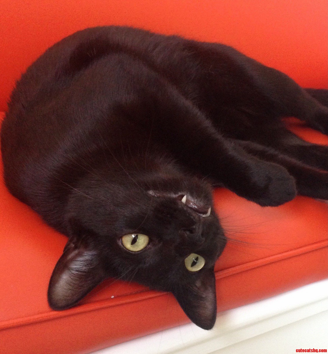 Vampire Cat