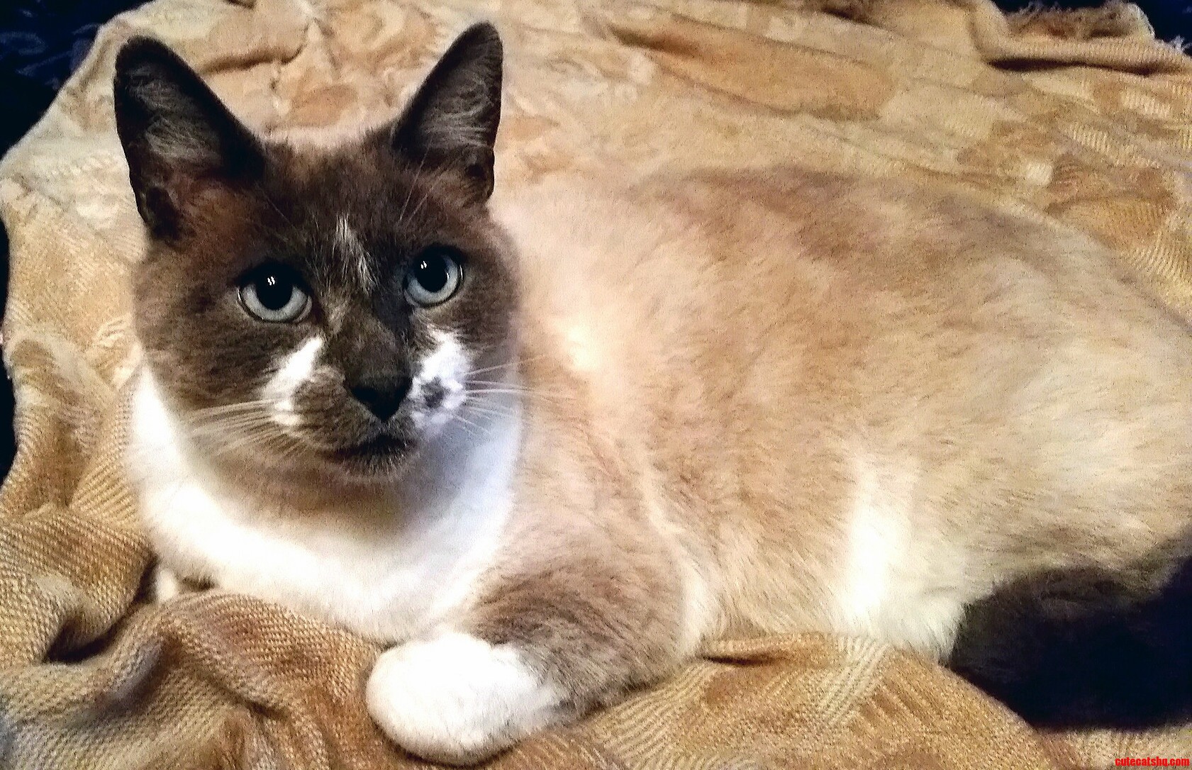 Visited Home Today. He Greeted Me with Purring and Drool